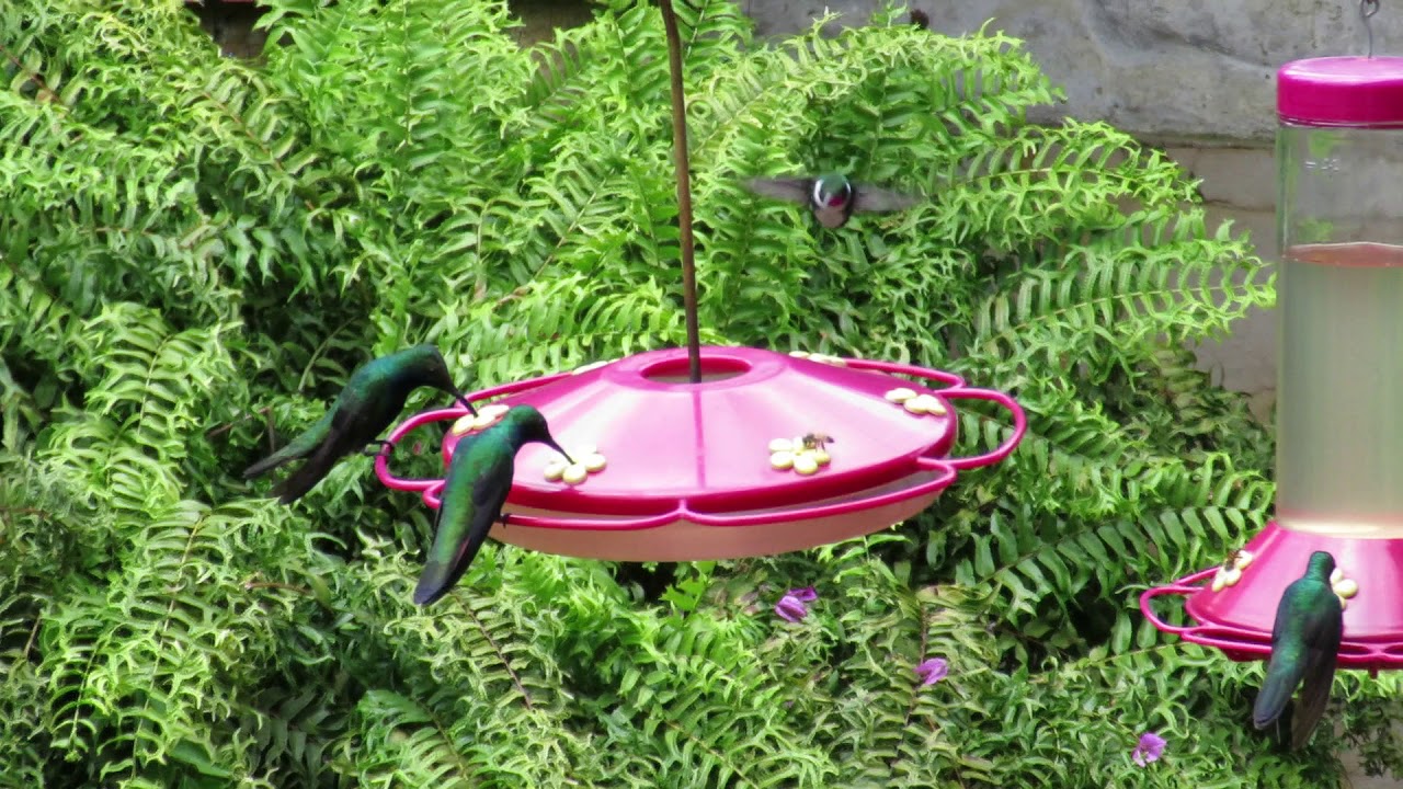 Hummingbirds and others at Jardin Encantado, Colombia (1)
