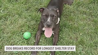 Dog Breaks Record For Longest Stay At Humane Society After Being Rescued From Dogfighting Ring