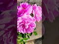 #Rose#Flower#Plant