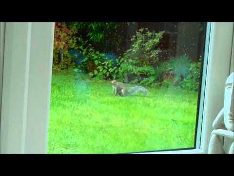 Dramatic Squirrel (The Real Original)