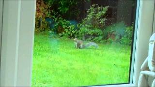 Dramatic Squirrel The Real Original