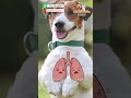 ¿Cómo eliminar pulgas y garrapatas en tu mascota de forma fácil, rapido y seguro? 🐶🐱🐾