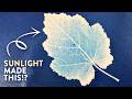 Cyanotype: the most satisfying art form you've never tried!