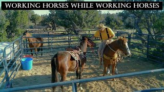 Working A Young Horse From Horseback