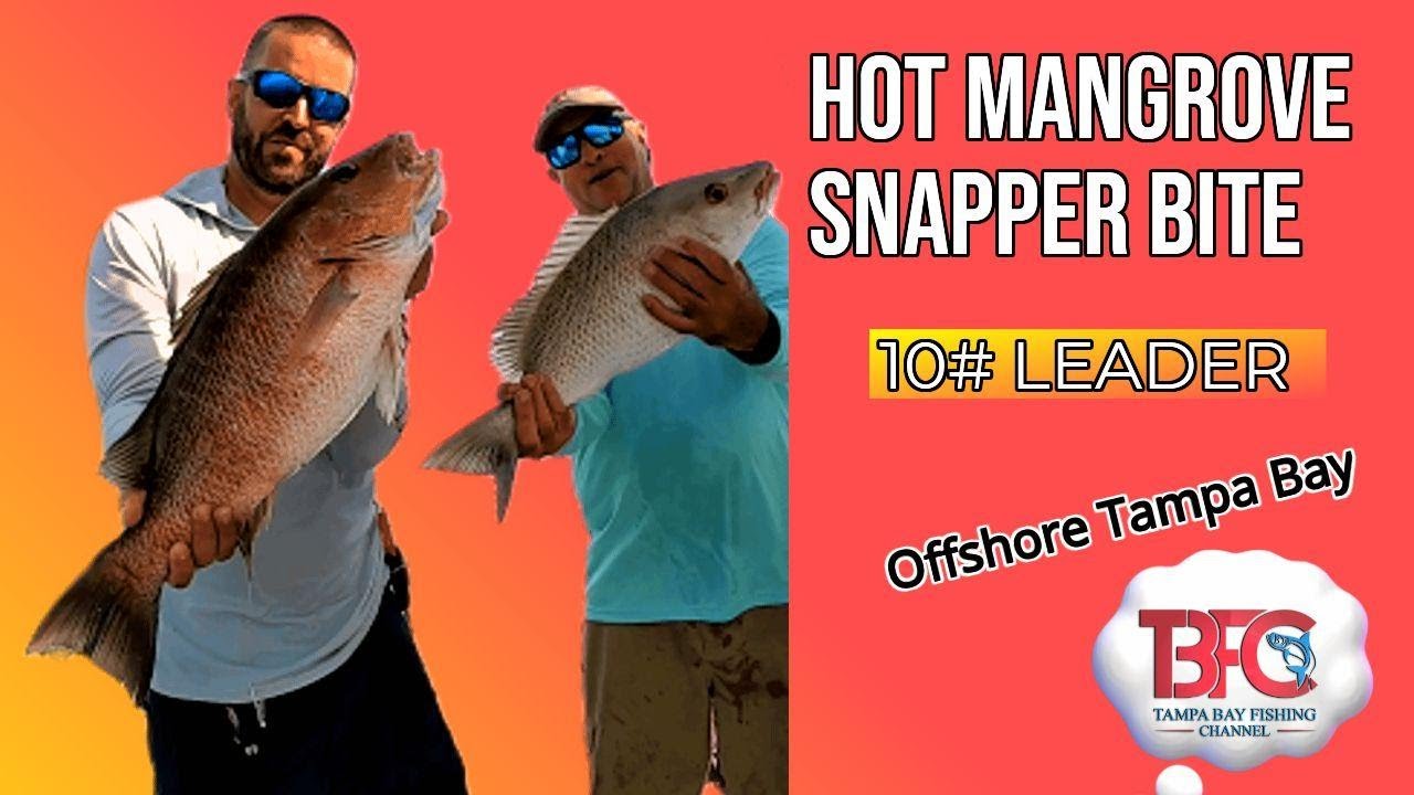 Incredible Mangrove Snapper Bite Offshore Tampa Bay!