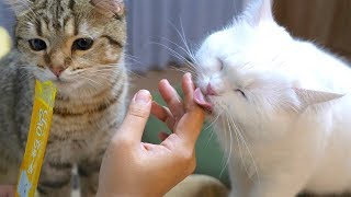 おやつガチ勢の猫達によって手がべちょべちょに…。