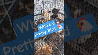 Day 36: Time for an Automatic Chicken Feeder #chickenkeeping #babychicks