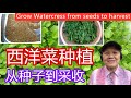 西洋菜种植 , 从种子到采收的过程| How to grow watercress from seeds to harvest（有字幕）（Captions)