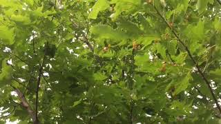 Gypsy moth caterpillar