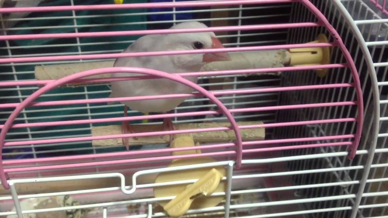 Java Sparrow 言葉を喋る來夢ちゃん 文鳥 Youtube