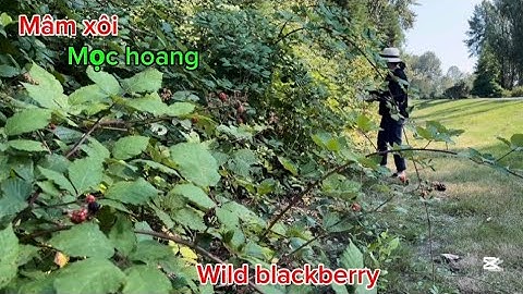 Hái Mâm Xôi Mọc Hoang Khắp Nơi Thấy Mê Quá 