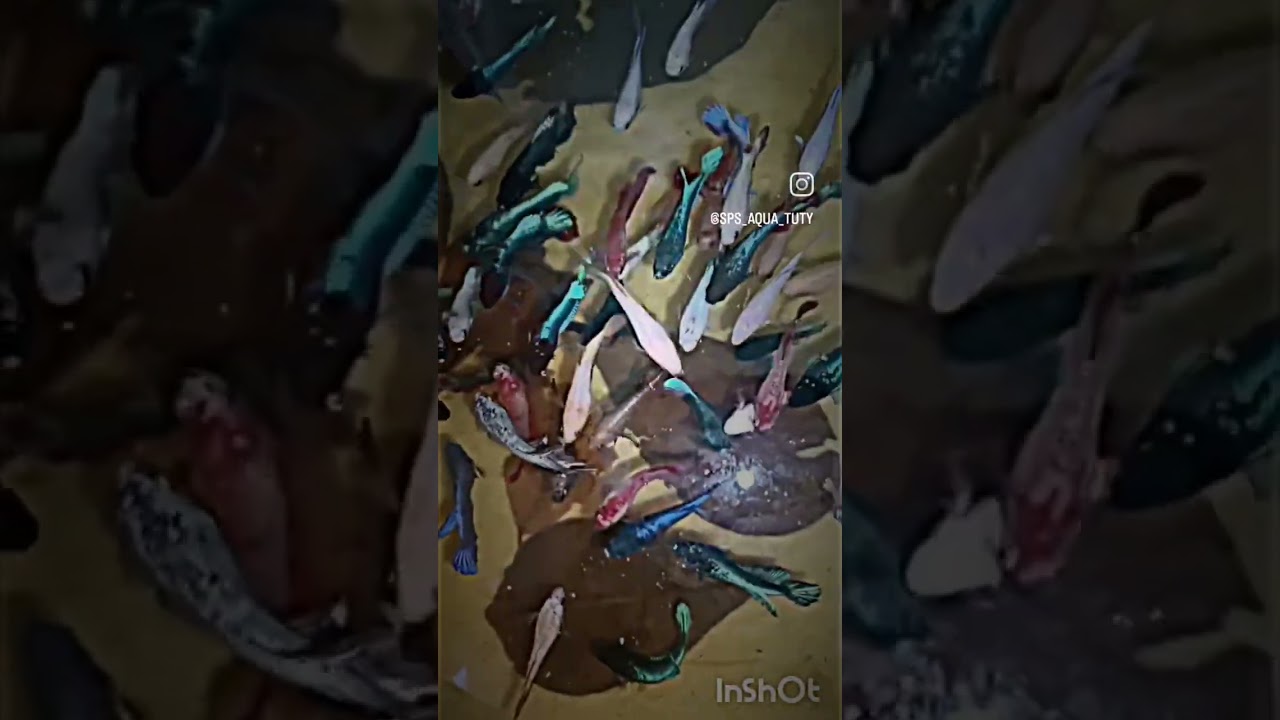 female bettas available for sale ⚡⚡⚡⚡⚡ 