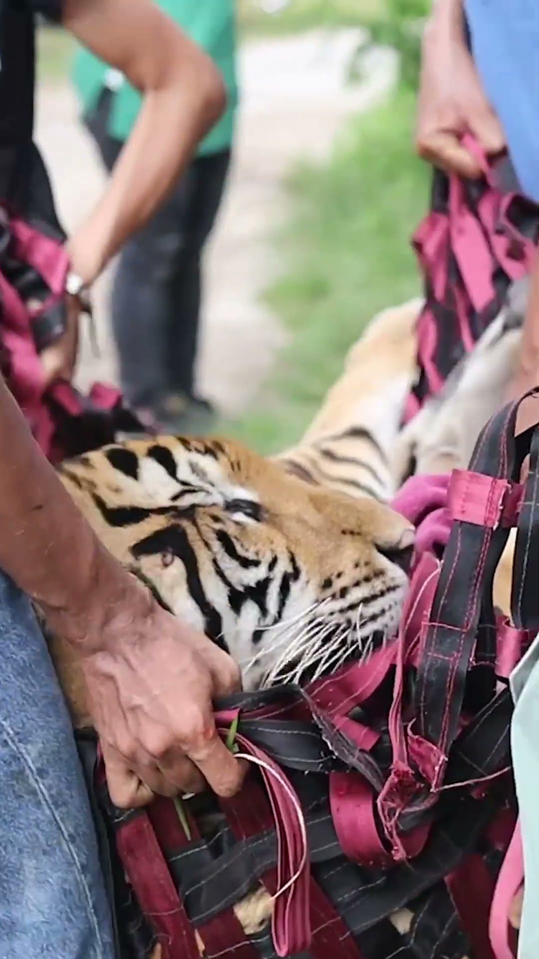 Tiger Chained Up Her Whole Life Takes Her First Free Steps | The Dodo