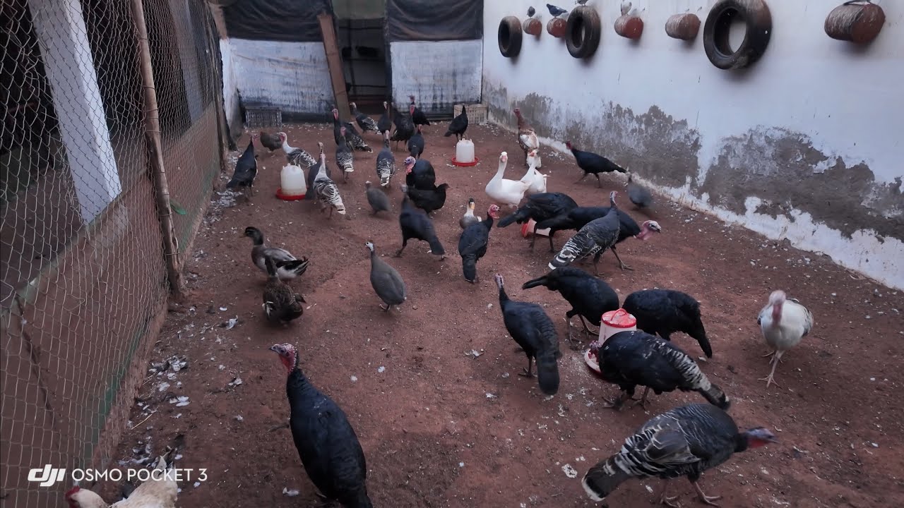 تحدي سنة بين العيش والاستثمار في البادية: موسم جني الزيتون، زراعة الازولا (الحلقة 9)