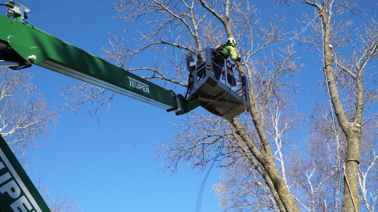 Woodbury Works Tree Removal YouTube