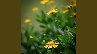 Feather Bloom