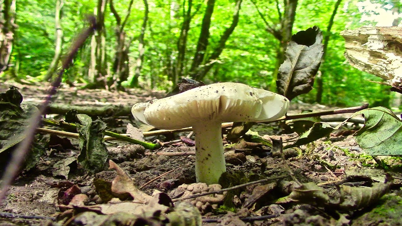 Look a Mushroom! Abbots Woods - Cinematography Film