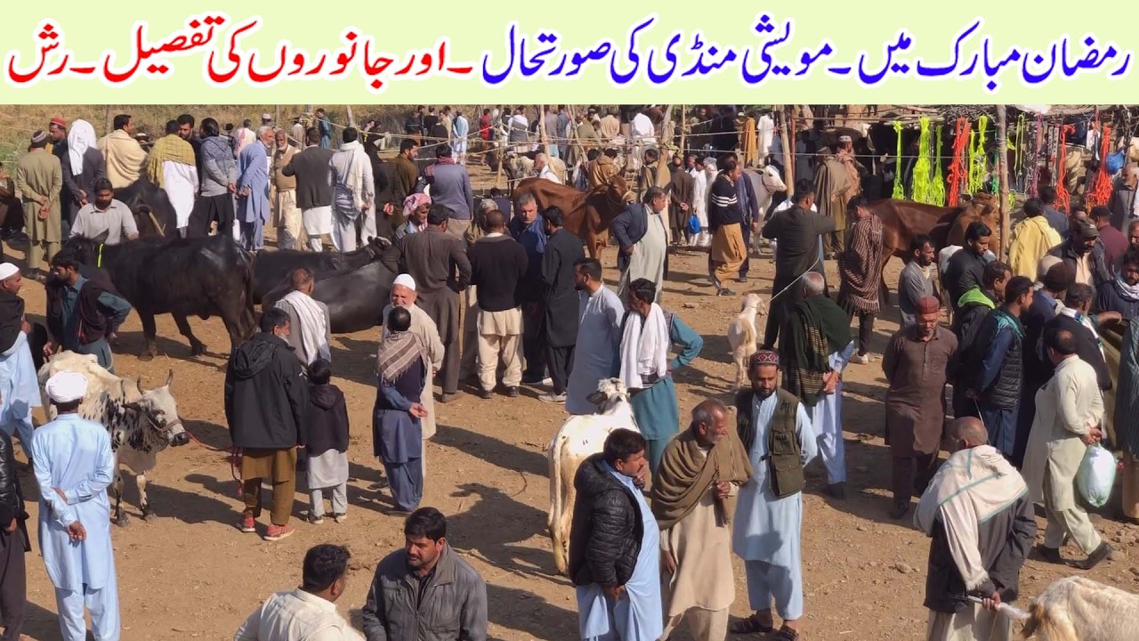 Animal market dongi muvashi mandi kotli bulls cow domail mandi bull cow fatehjangi bull cow in kotli