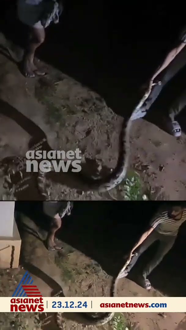 മലമ്പാമ്പിനെ തൂക്കിയെടുത്ത് യുവാവ്