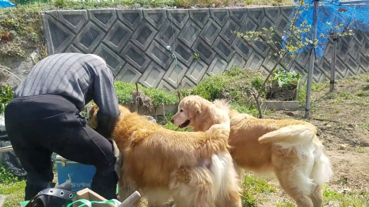山歩き安全マップ Golden retriever enjoying snacks and plum blossoms from morning. Hinoki's pollen fly