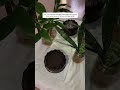 Chocolate Mud Cake 🍫🤎 #shorts #ytshorts #shortsfeed #viral #fyp #cake #cakedecorating #trending