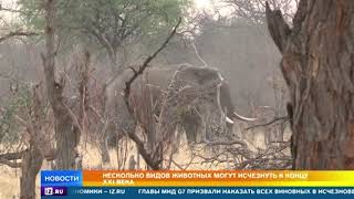 Несколько видов животных могут исчезнуть к концу 21 века