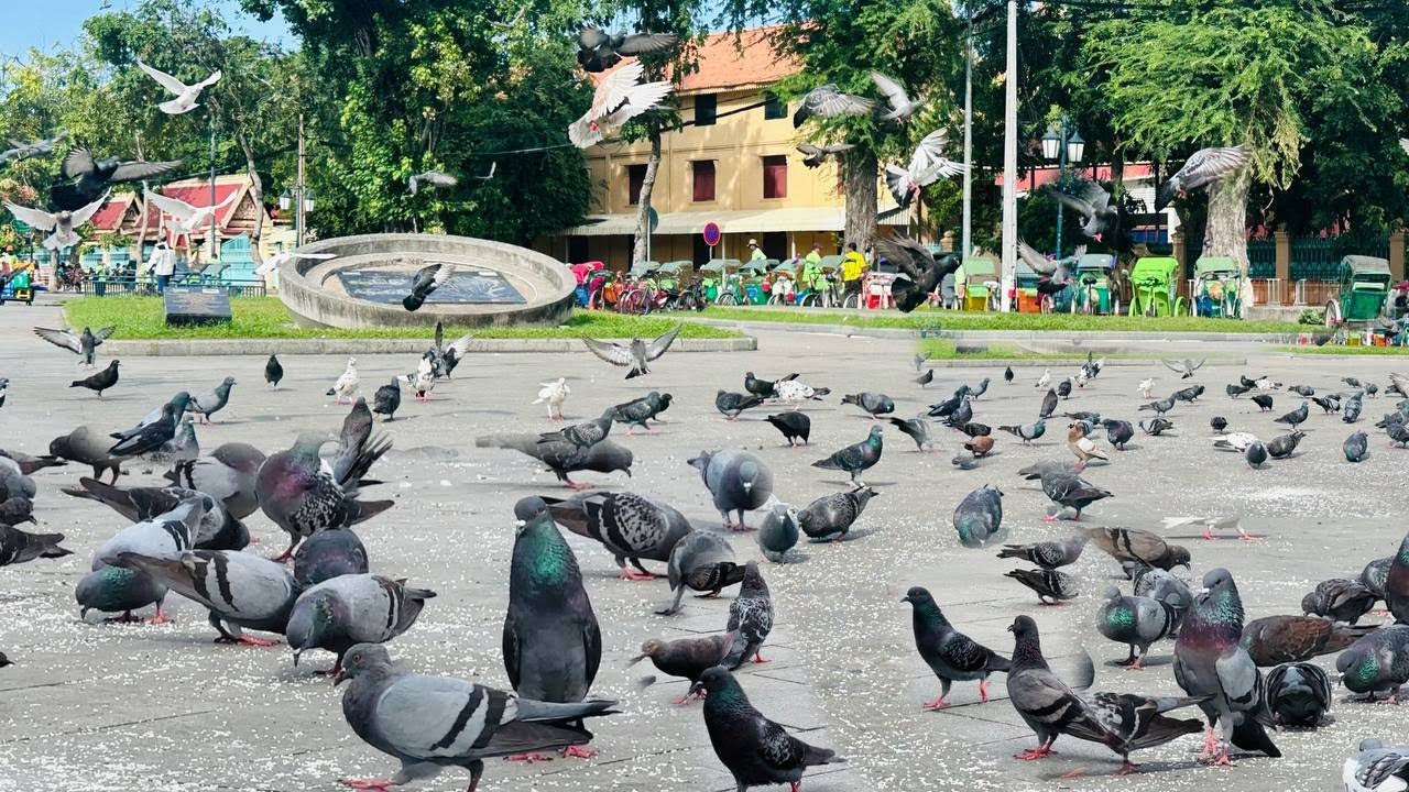 Millions of Pigeons | Collection Pigeons