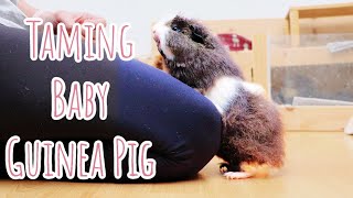 Taming My Baby Guinea Pig