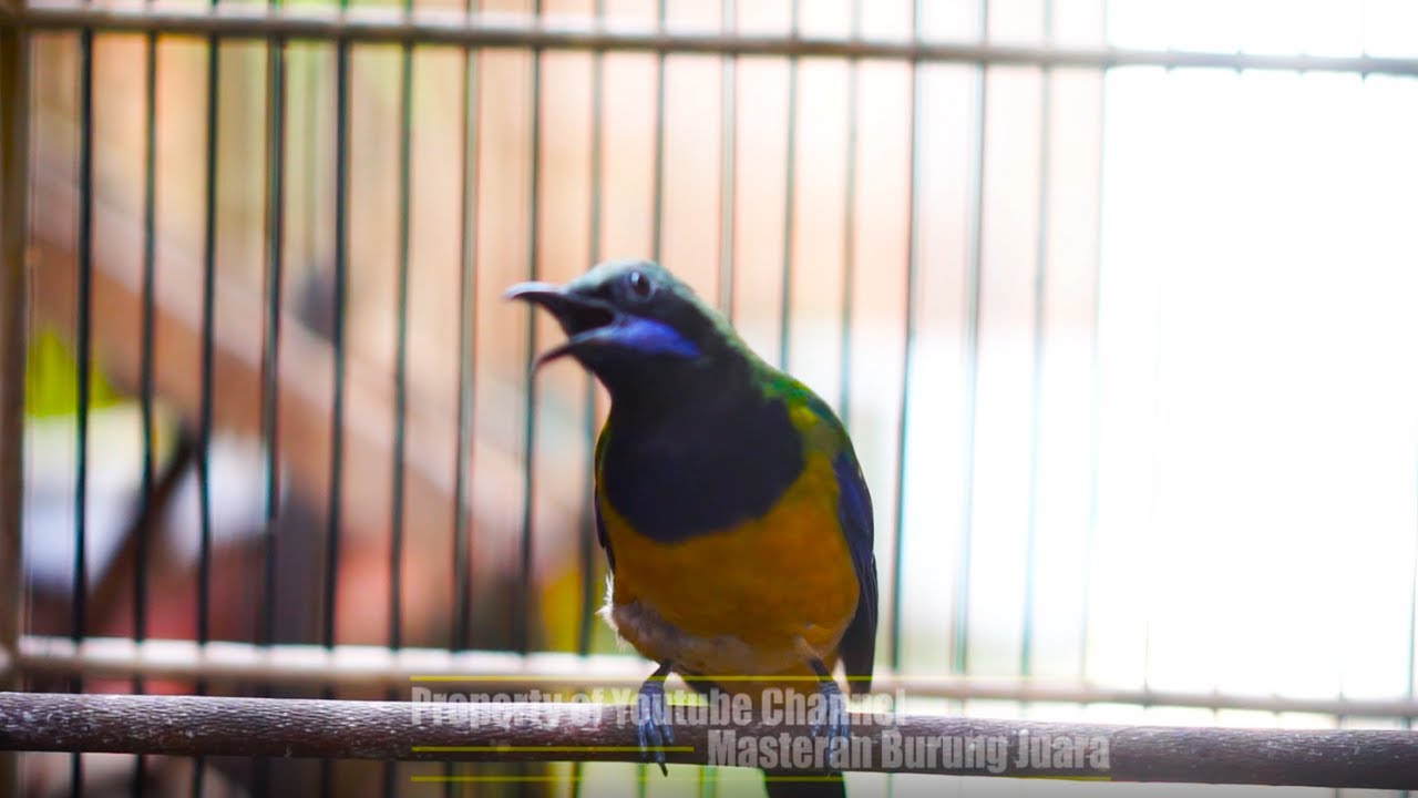 Cungkok Macet Pancing Dengan Cungkok Satu Ini Pasti Langsung Respon Bunyi Gacor Dengan Cepat