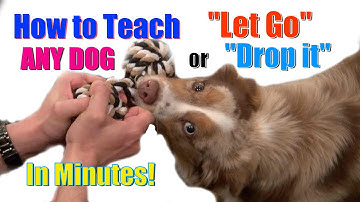 How to Teach ANY DOG "Drop it" / "Let Go" in Minutes!