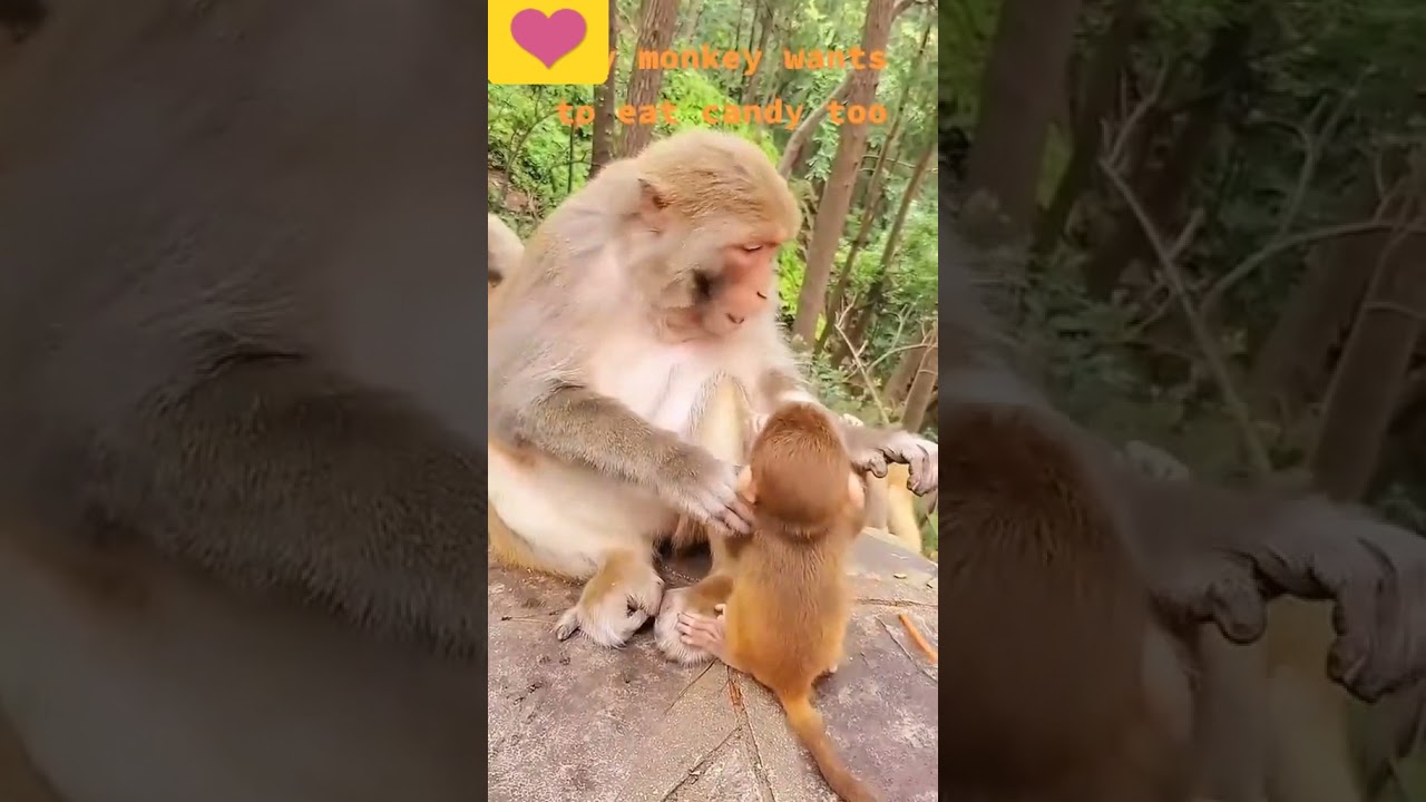 cute monkey video eating food 2021 
