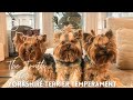 Yorkshire Terrier Temperament - Yorkshire Terrier Facts の動画、YouTube動画。