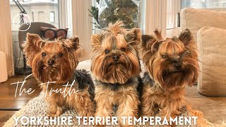 Yorkshire Terrier Temperament - Yorkshire Terrier Facts