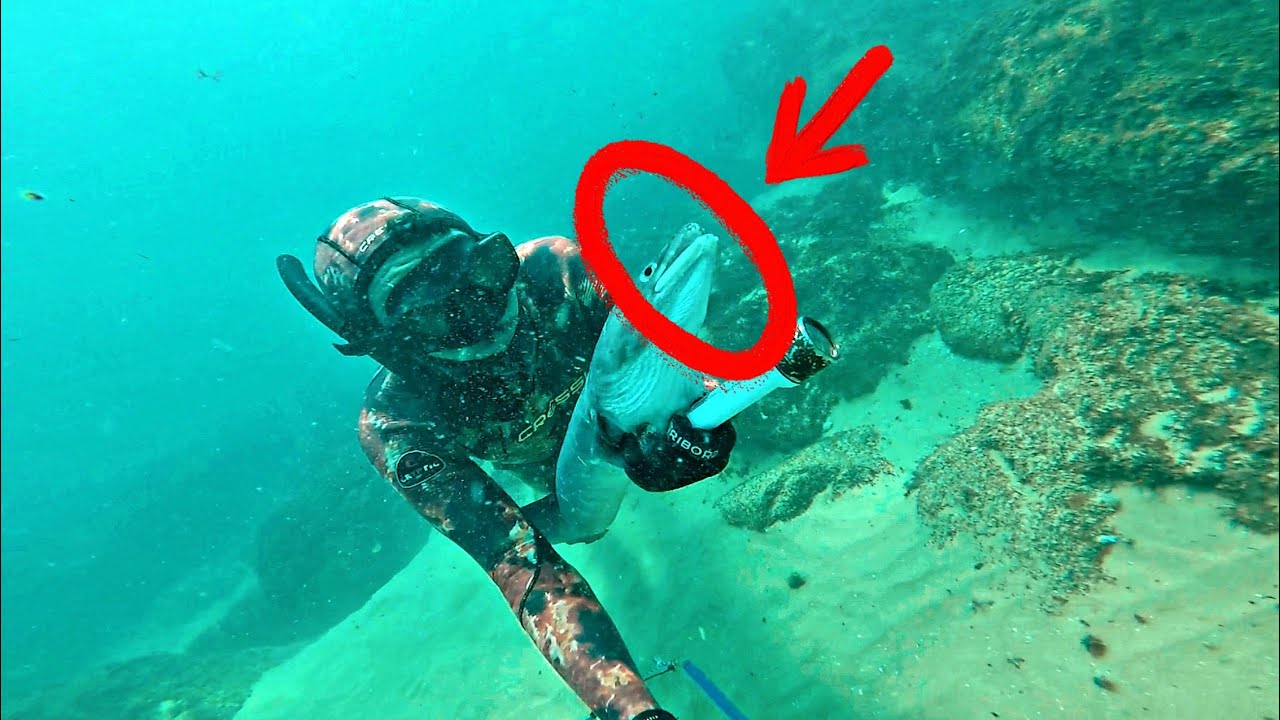 مغامرة صيد أفاعي البحر | يوم كامل في أعماق البحر صيد انواع مختلفة من سمك | spearfishing  morocco