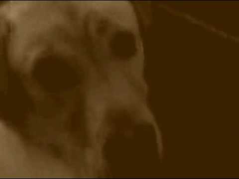 A Dog Named Lucky - YouTube