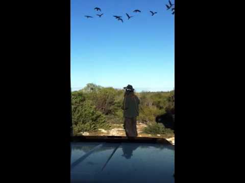 White Tailed Black Cockatoos