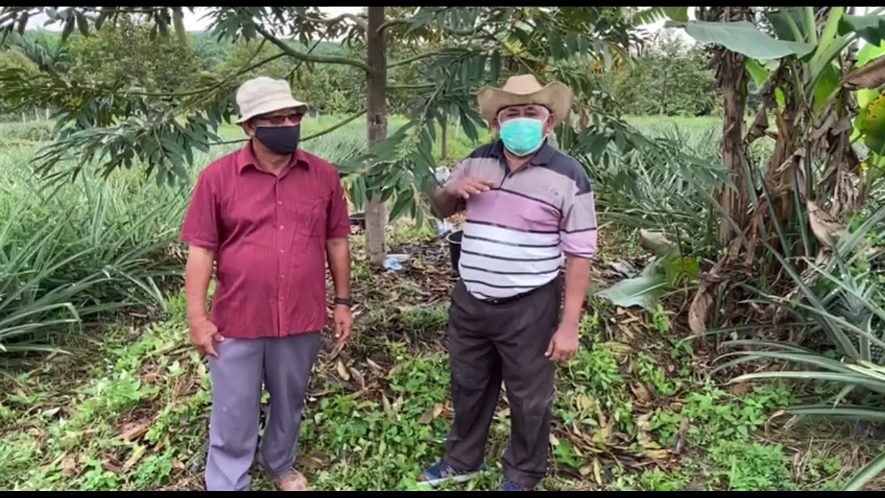 S46: Trial pembajaan kompos Bokasi di kebun Pok Pin Durian Muadzam
