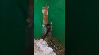 Climb Every Meowntain