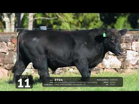 LOTE 11   TAT 3724 M Angus