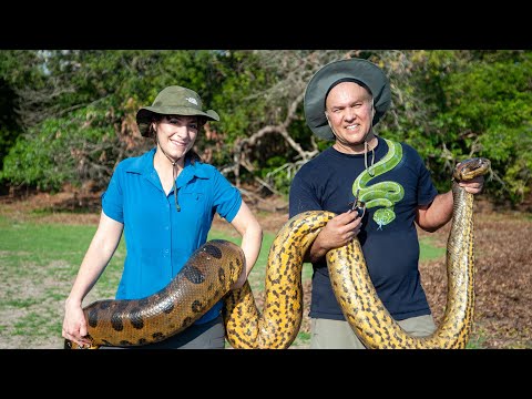 New Mexico-based researchers discover new species of giant anaconda