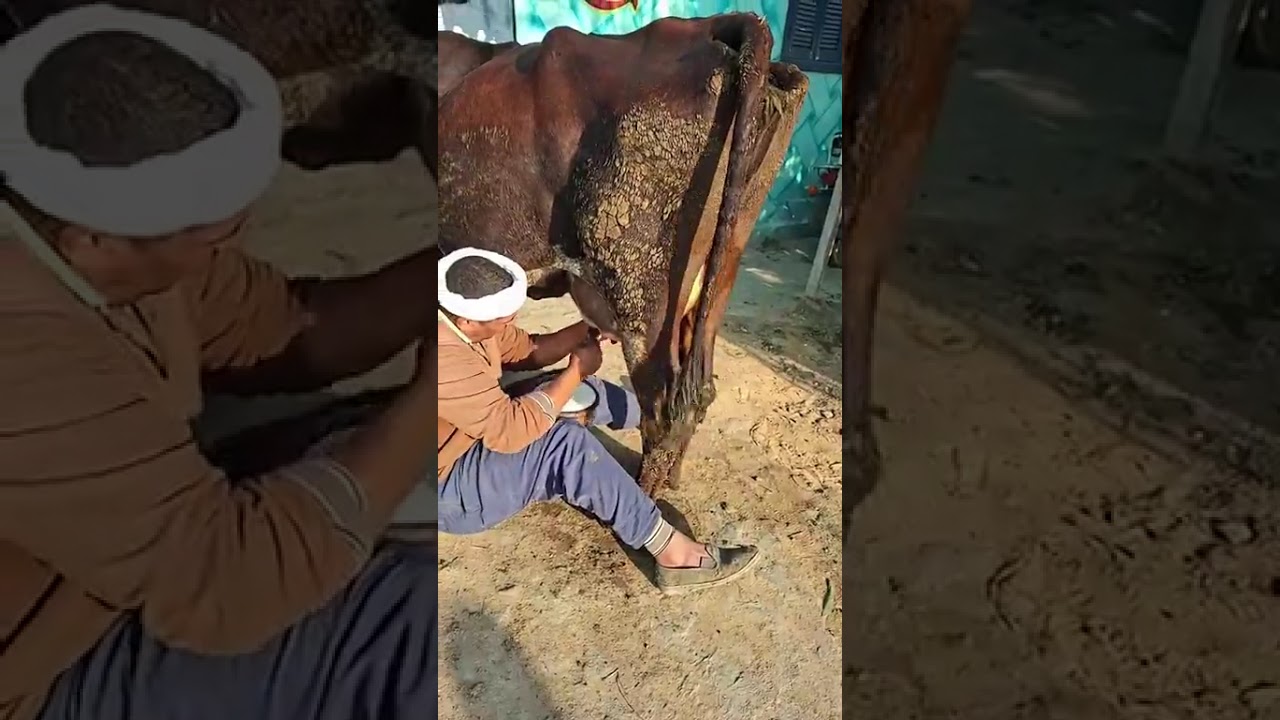 #انهيار #المفاجات #من مزرعه ابو يوسف عرض دبل 2 × 1 رزق صاحب النصيبللحجز/01091877103