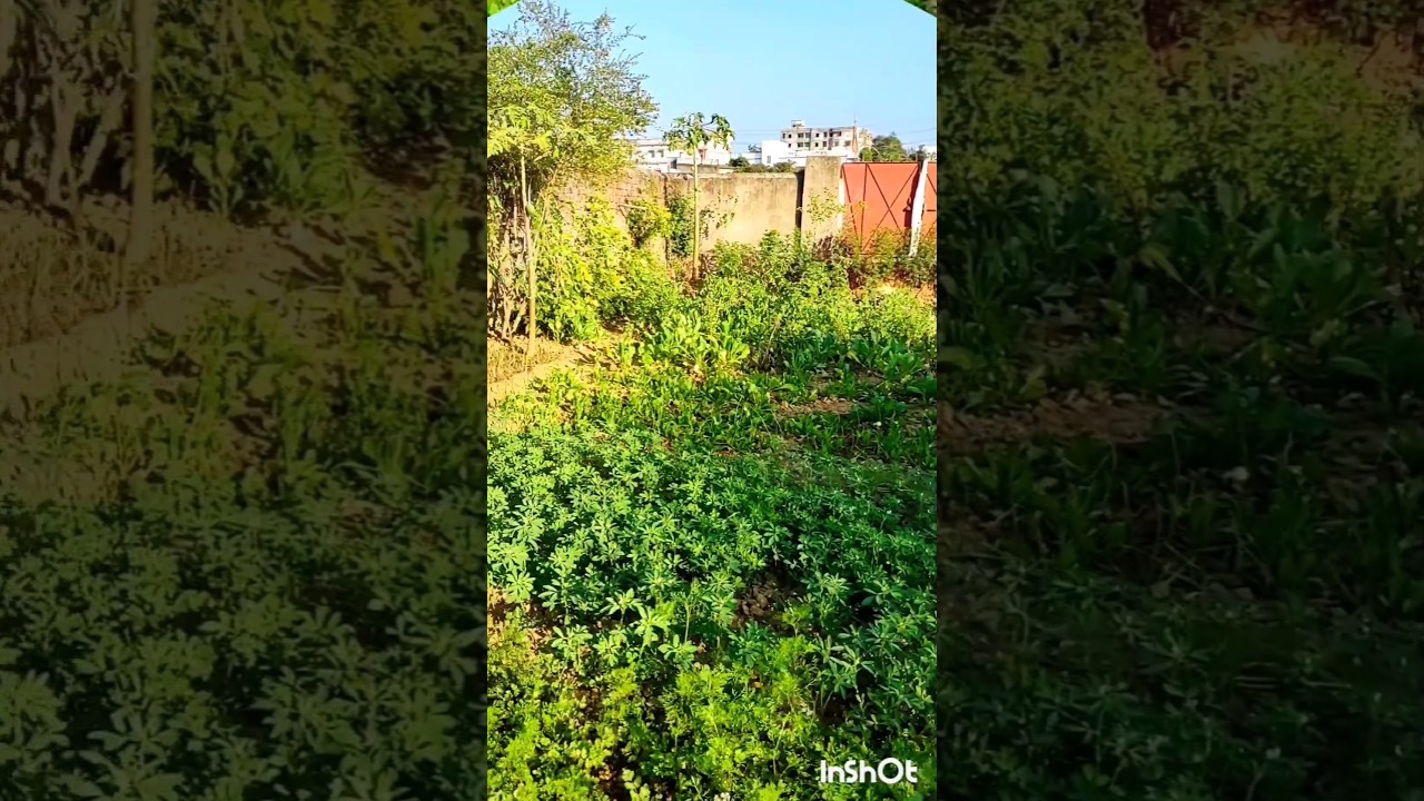 home gardening ideas ☘️☘️🥦