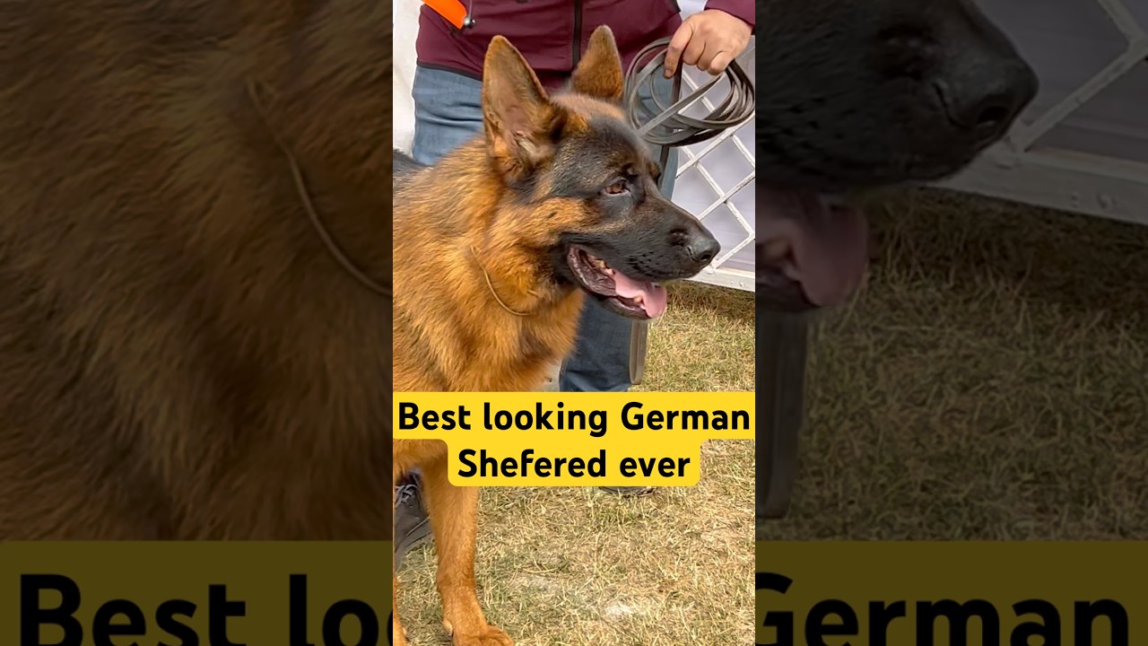 Best Looking Champion German Shepherd Grooming Before Show 🏆🐕‍🦺 | Bhubaneswar Dog Show 2025