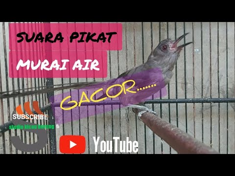 suara pikat murai air..