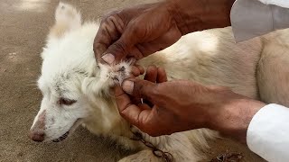 How to Remove Fat Ticks From Dog  Dog Ticks | How to Get Rid Of Fat Ticks Poor Puppy