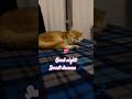 Good night #catshorts #cutecat #kitten #британскаяшиншилла #британскаякошка #catsvideo #cute