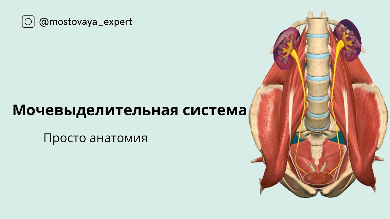 Мочевыделительная система