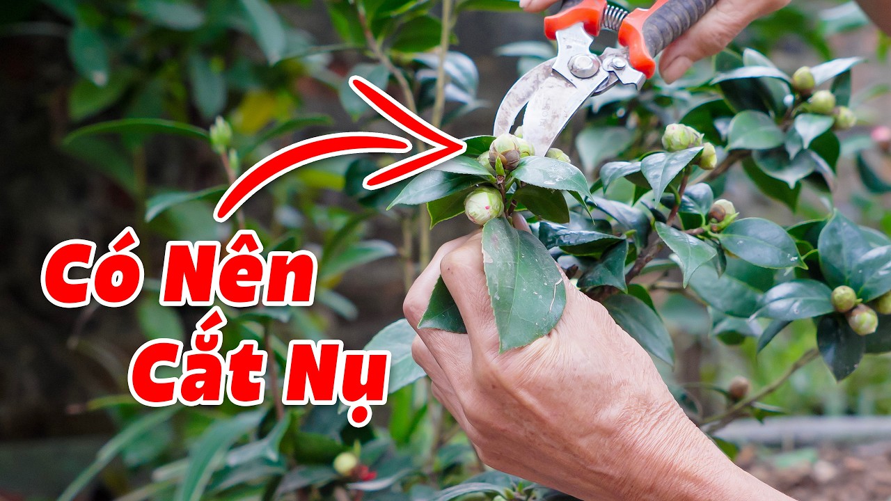 Có Nên Cắt Nụ Trà My? Cắt Sao Cho Chuẩn Để Nụ To, Hoa Đẹp