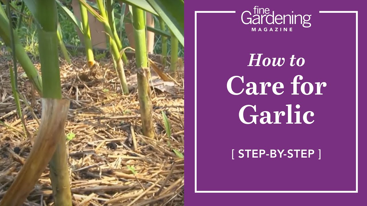 How to Care for Garlic YouTube
