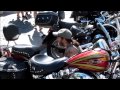 Питер взаправду: Фестиваль Harley-Davidson в Петербурге